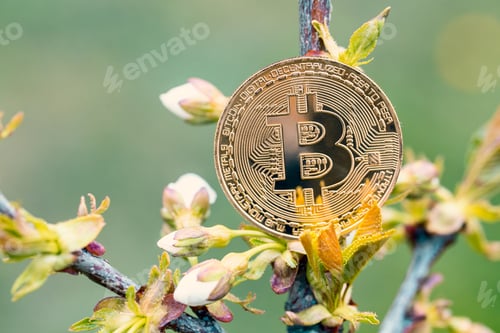 Preview: Golden Bitcoin On Tree Branch. Concept Money Growing On Tree.
