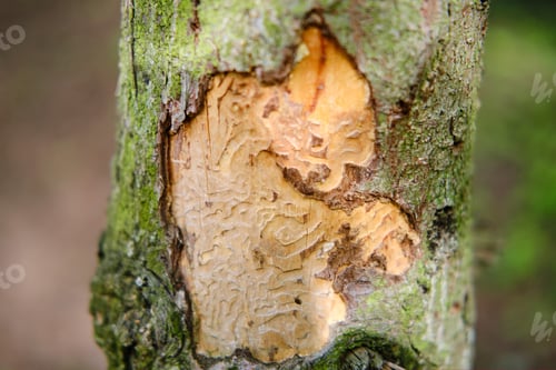 Preview: The Bark Of A Tree Eaten By A Beetle Against The Background Of A Green Forest
