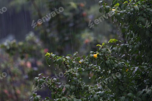 Preview: Leaves Of Trees In Rainy, Cloudy Weather On A Gloomy Evening