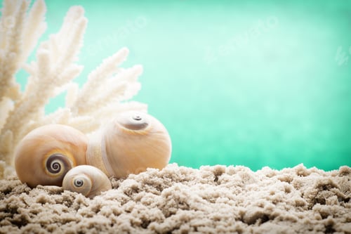 Preview: Underwater Coral, Shells And Sand. Sea Scene.