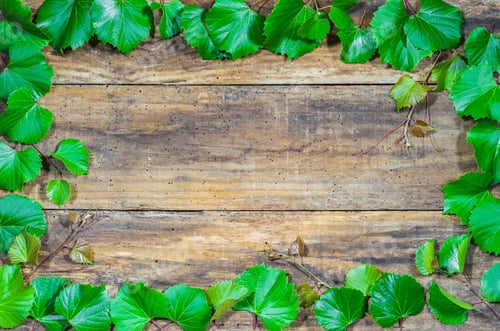 Preview: Fresh Green Vine Leaves Foliage Over Rustic Brown Wooden Background With Copy Space.