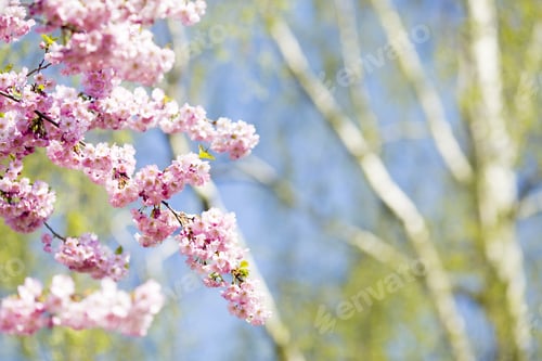 Preview: Sakura Bloom In Spring, The City Park, Macro Photography.