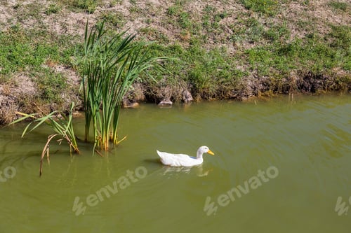 Preview: Pond With Ducks. A Place For Fish Farming. Background