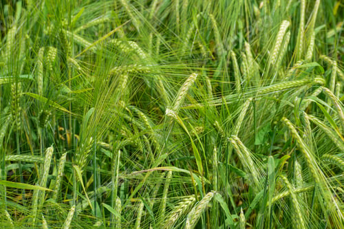 Preview: Ripening Barley On The Field In Early Summer