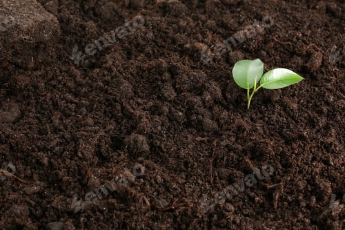 Preview: Small Green Plant In Soil