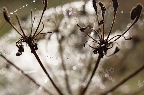 Preview: Drop Of Dew On A Web, For An Abstract Background