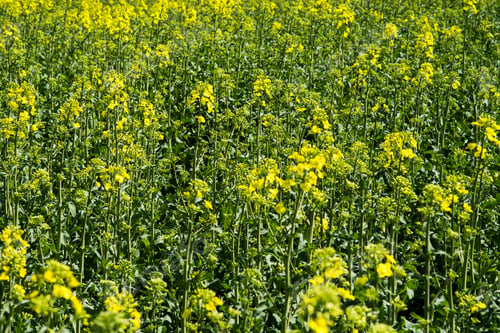 Preview: Rapeseed (Brassica Napus) Is A Crop Grown For Oilseeds, Used Mainly To Produce Oil.