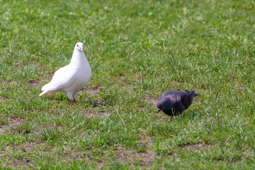Preview: Two Pigeons. One White The Other Dark