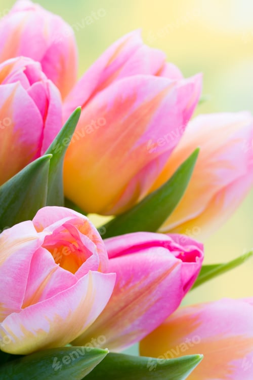 Preview: Spring Flowers. Tulip Bouquet On The Bokeh Background.