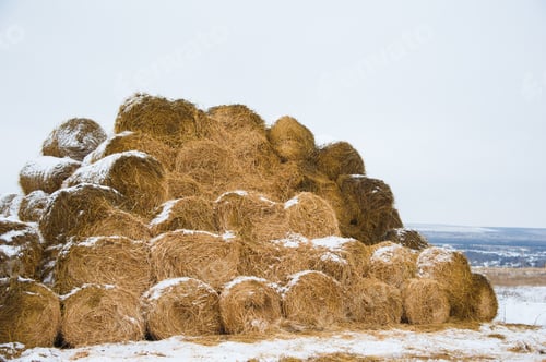 Preview: The Hay Storage Shed Full Of Bales Hay On Farm. Bales Stacked In A Pyramind