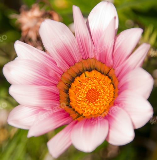 Preview: Vibrant White And Purple Gazania Flower, Native To Southern Africa