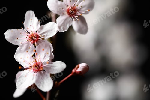 Vista previa: Some Spring Flowers On A Tree Branch, On A Black Background.