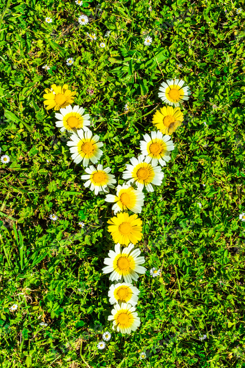 Preview: Alphabet Texture, Letter Y Made Of Daisy Flowers Petals, Floral Font In Green Fresh Grass.