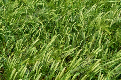 Preview: Ripening Barley On The Field In Early Summer