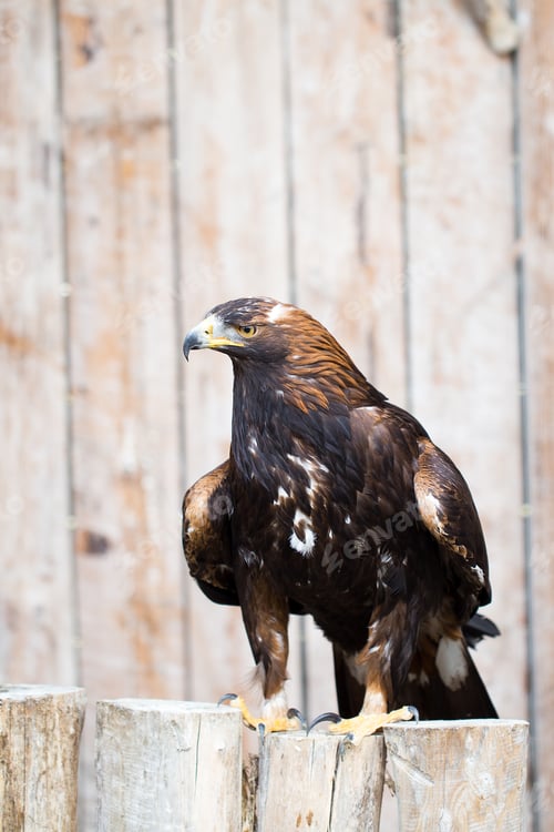 Preview: Spanish Imperial Eagle - Hunting Eagle.