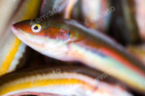 Preview: Preparing To Cook The Raw Fresh Mediterranean Rainbow Wrasse Fishes In Puglia, South Of Italy