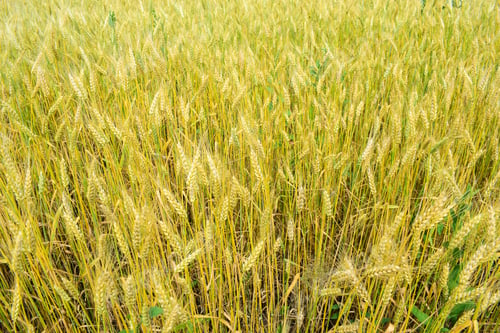 Preview: Ripening Rye On The Field In Early Summer