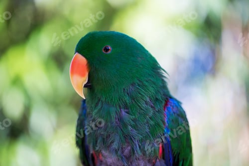 Vista previa: Parrot Portrait Of Bird. Wildlife Scene From Tropic Nature.