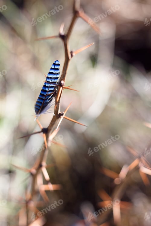 Preview: Bird Feather, Jay Feather On Thorns, Spring Colors And Background.