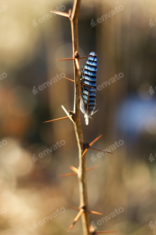 Preview: Bird Feather, Jay Feather On Thorns, Spring Colors And Background.