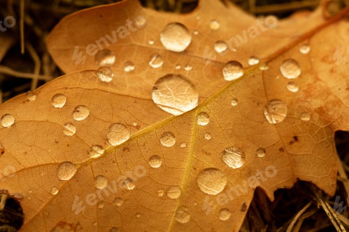 Preview: Autumn Leaves Of Oak With Drops Of Water On Autumn Background.