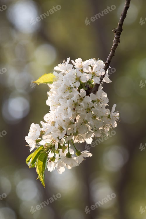 Preview: Cherry Blossom, Cherry Blossoming Twig, Spring Fruit Background.