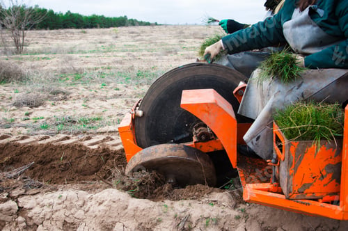 Preview: Young Pine Seedlings. Forestry And Reforestation. Planting A Forest.