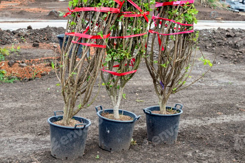 Preview: Selection Of Decorative Plant Materials For Street Trees, Park Trees And Urban Woodland.