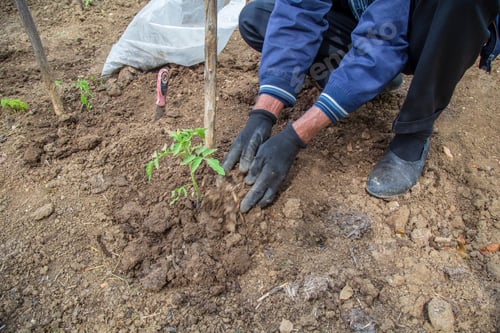 Preview: Hands Of Farmer Planting Tomato Plant In A Raw In The Garden.