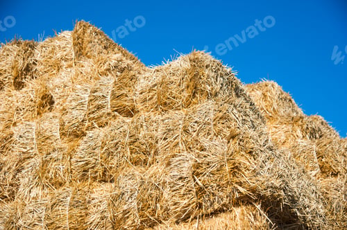 Preview: The Hay Storage Shed Full Of Bales Hay On Farm