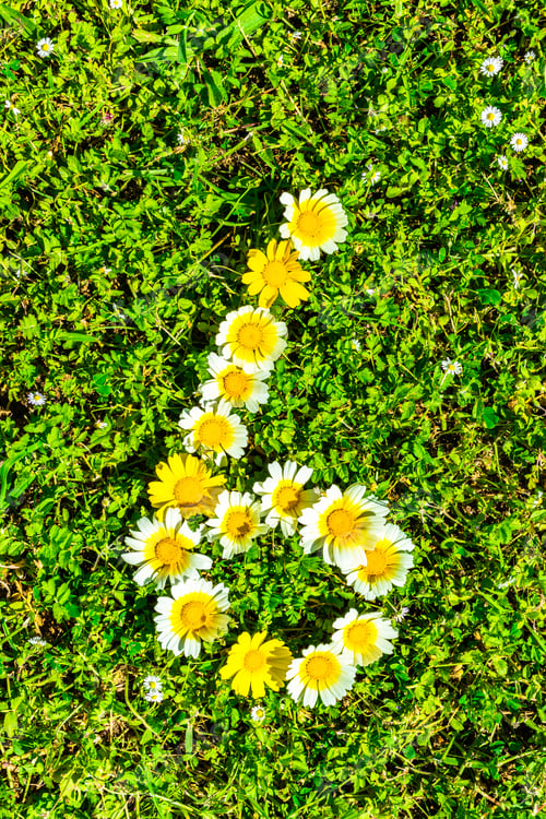 Preview: Flower Numbers, Number 6 Made Of Daisy Blossoms.