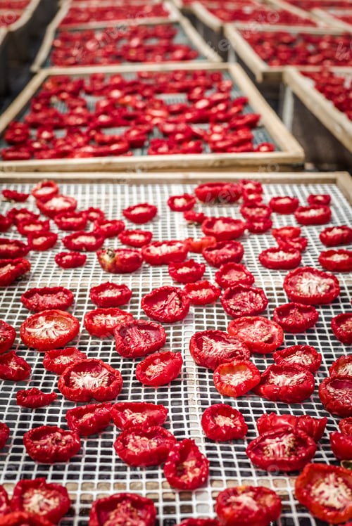 Preview: Delicious Pachino Tomatoes Drying At The Sun In A Huge Production In Sicly