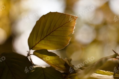 Preview: Beech Tree, Spring Beech Leaf And Twig, Spring Scene, Reflections And Rays Of The Sun In The Beech