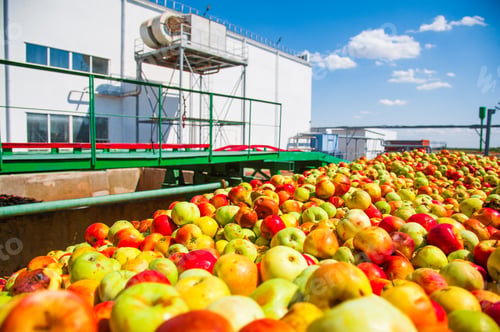 Preview: Ripe Apples Being Processed And Transported In An Industrial Production Facility. Food Industry