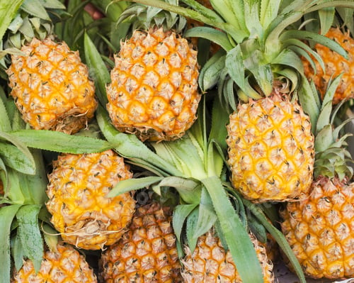 Fresh Pineapples and Green Leaves in Tropical Setting