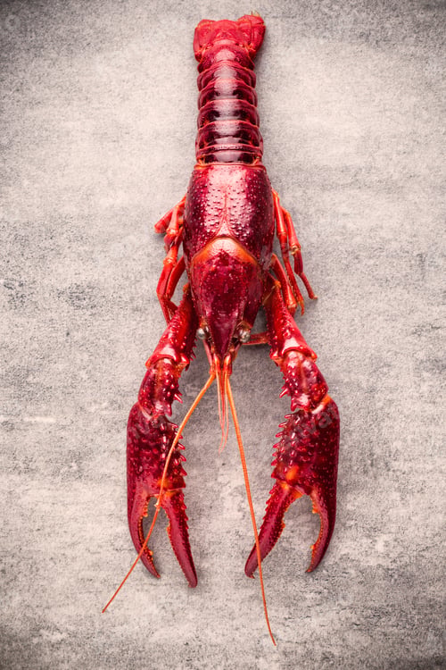 Preview: River Crayfish On The Grey Background.