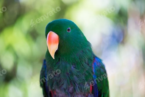 Preview: Parrot Portrait Of Bird. Wildlife Scene From Tropic Nature.