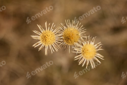 Preview: An Old Dry Flower, Dried Thistle In Spring After Winter.