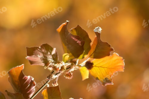 Preview: Beech Tree, Beech Spring Twig With Fresh Leaves, Game Of Reflections And Lights, Spring Natural