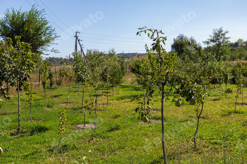 Preview: Young Garden Of Quince. Selective Focus With Blurred Background