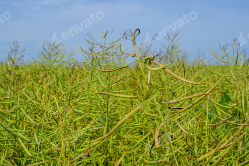 Preview: Ripening Canola On The Field In Early Summer