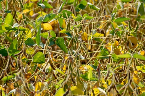 Preview: Soyben Field Almost Ripened For Harvesting