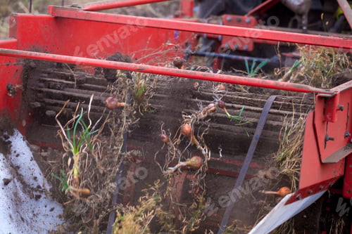 Preview: Autumn Field With Onion Crop Grown By Drip Irrigation Technology. A Tractor-Mounted Trailed Root