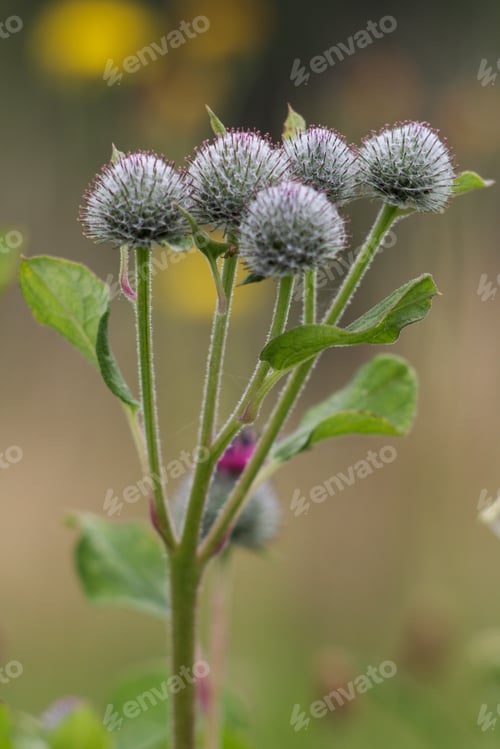 Preview: Background Summer Meadow Countryside And Flower.