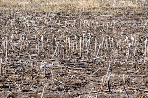 Preview: Stubbles On The Sunflower Field Field