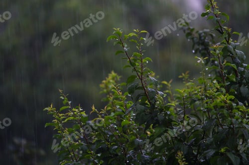 Preview: Leaves Of Trees In Rainy, Cloudy Weather On A Gloomy Evening