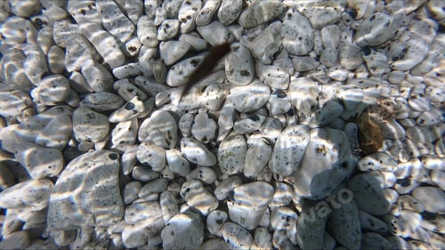 Preview: Slow Motion Of Underwater Marine Life.