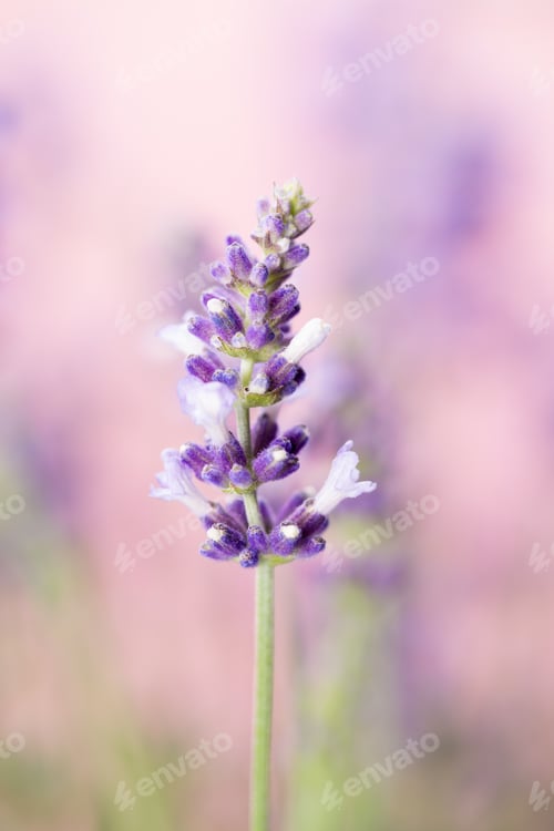 Preview: Lavender Flowers On A White Background.