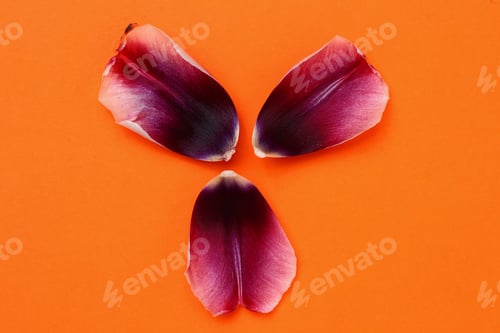 Preview: Flower Petals Fallen On An Orange Background