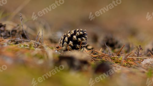 Preview: Pine Cone On Spring Nature Background.
